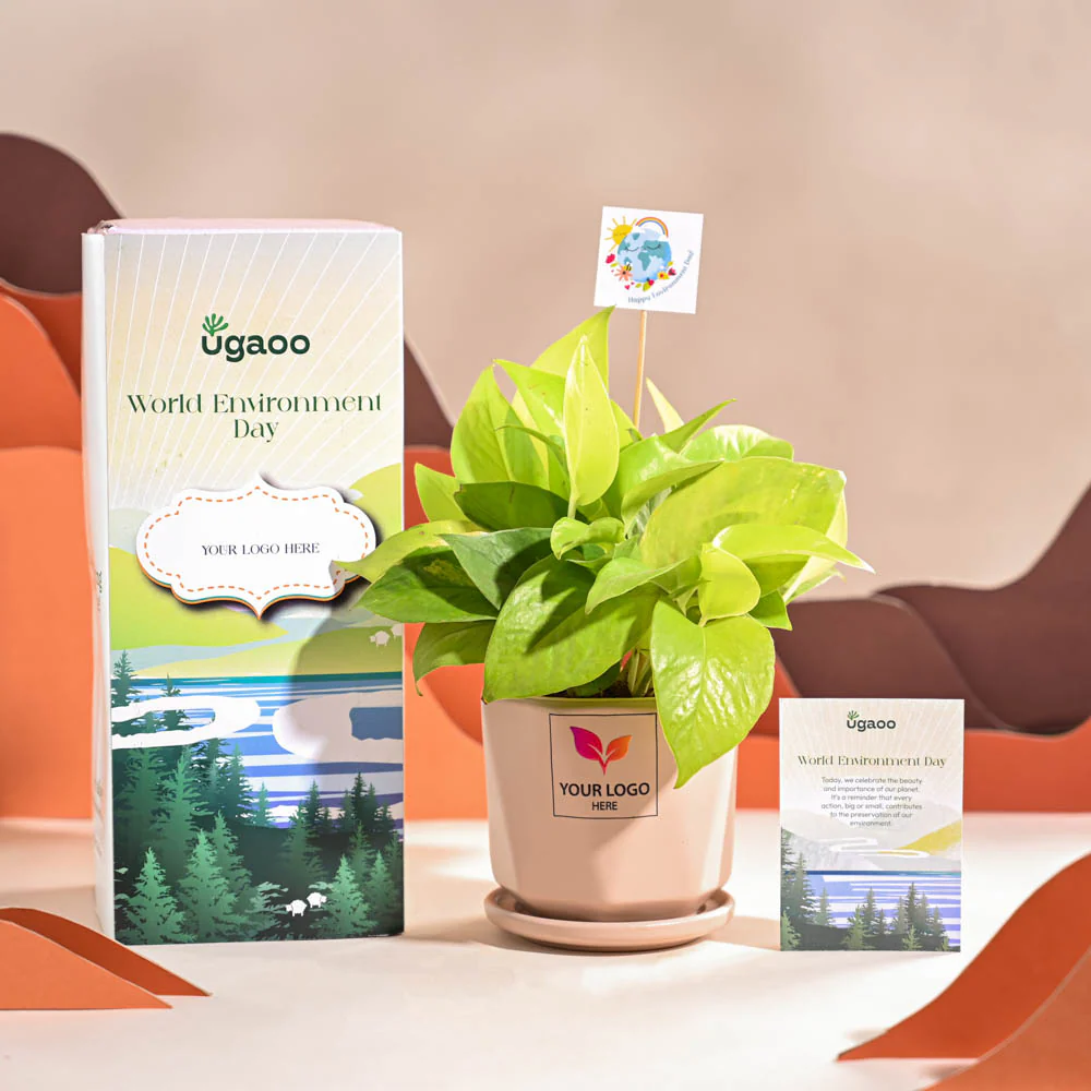 Money Plant Golden For Environment Day Gifting - Image 57