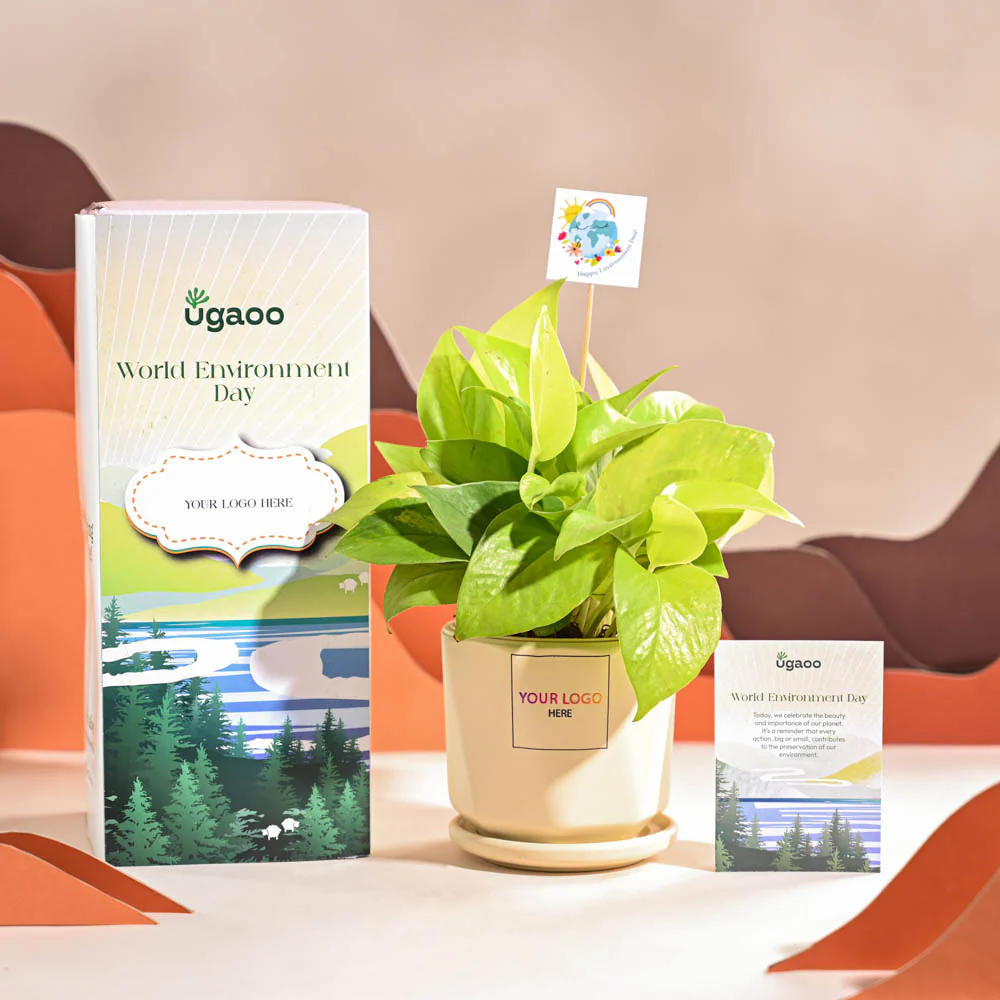 Money Plant Golden For Environment Day Gifting - Image 63