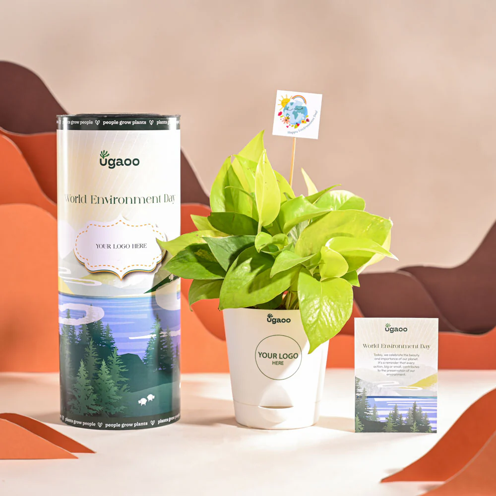 Money Plant Golden For Environment Day Gifting - Image 9