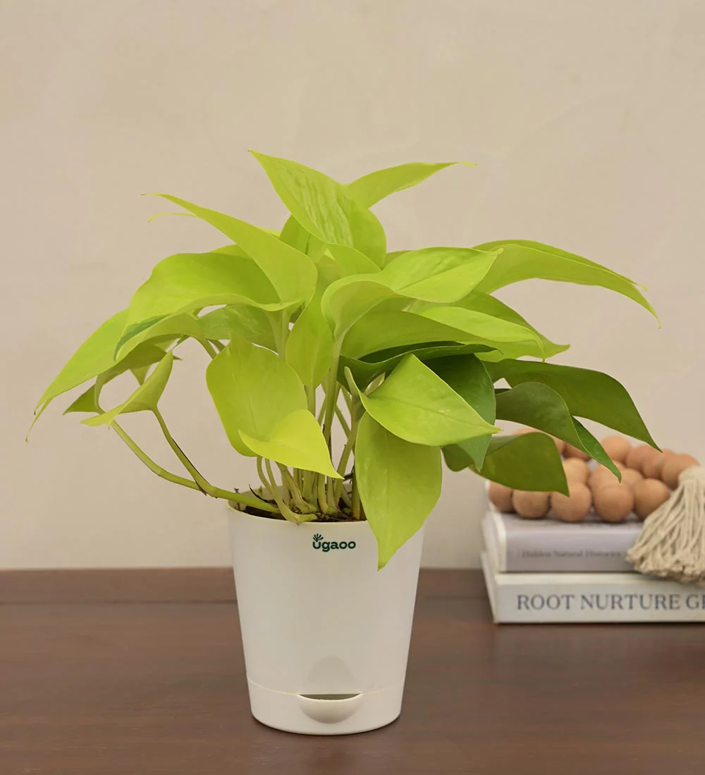 Money Plant Golden For Environment Day Gifting - Image 3