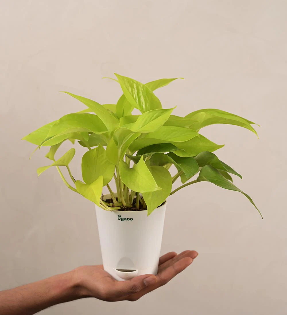 Money Plant Golden For Environment Day Gifting - Image 4