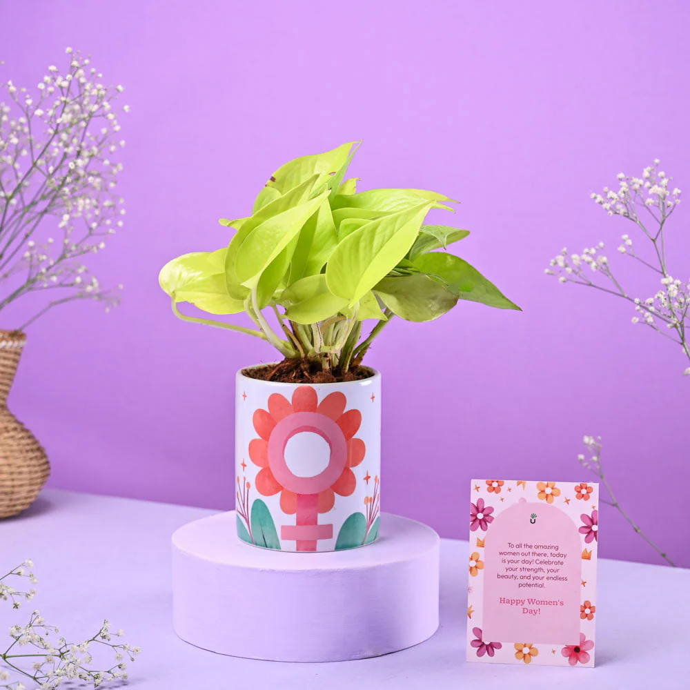 Money Plant Golden in Ceramic Pot Women's Day Gift - Image 2