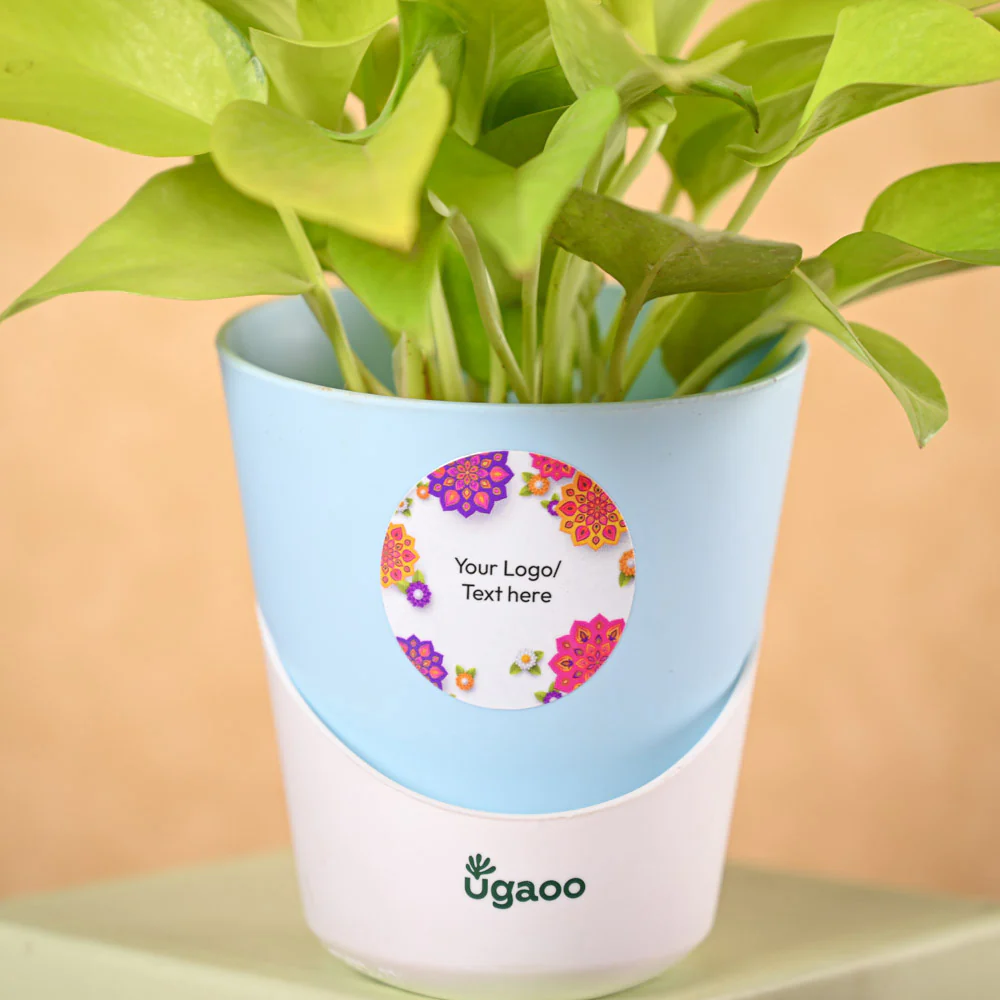 Money Plant Golden & Nutki Diwali Gift Hamper - Image 3