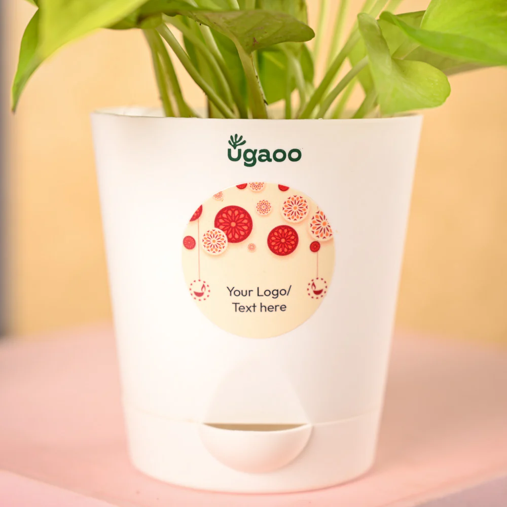 Money Plant Golden Plant & Tea Trunk Diwali Gift Hamper - Image 3