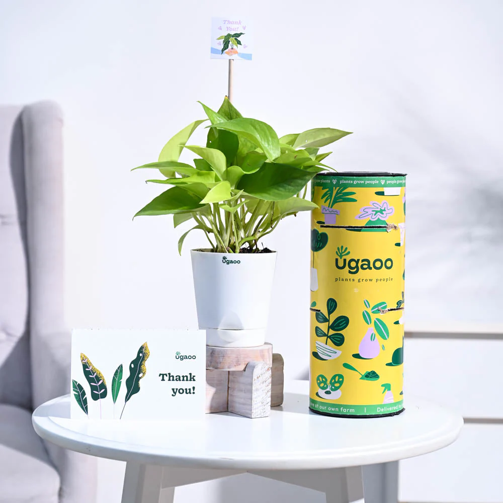Money Plant Golden Thank you Gift Hamper - Image 4