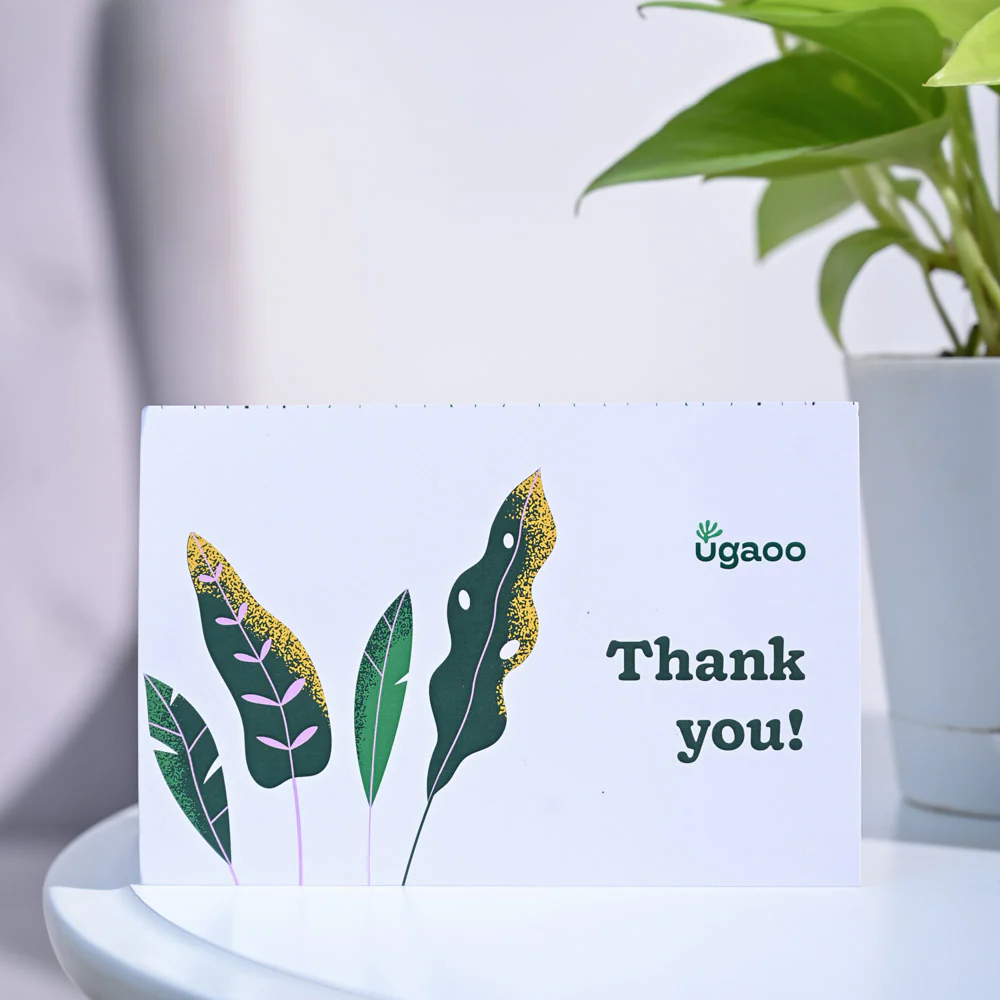 Money Plant Golden Thank you Gift Hamper - Image 6