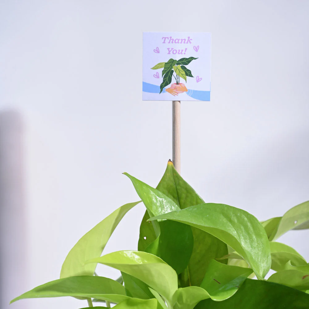 Money Plant Golden Thank you Gift Hamper - Image 7