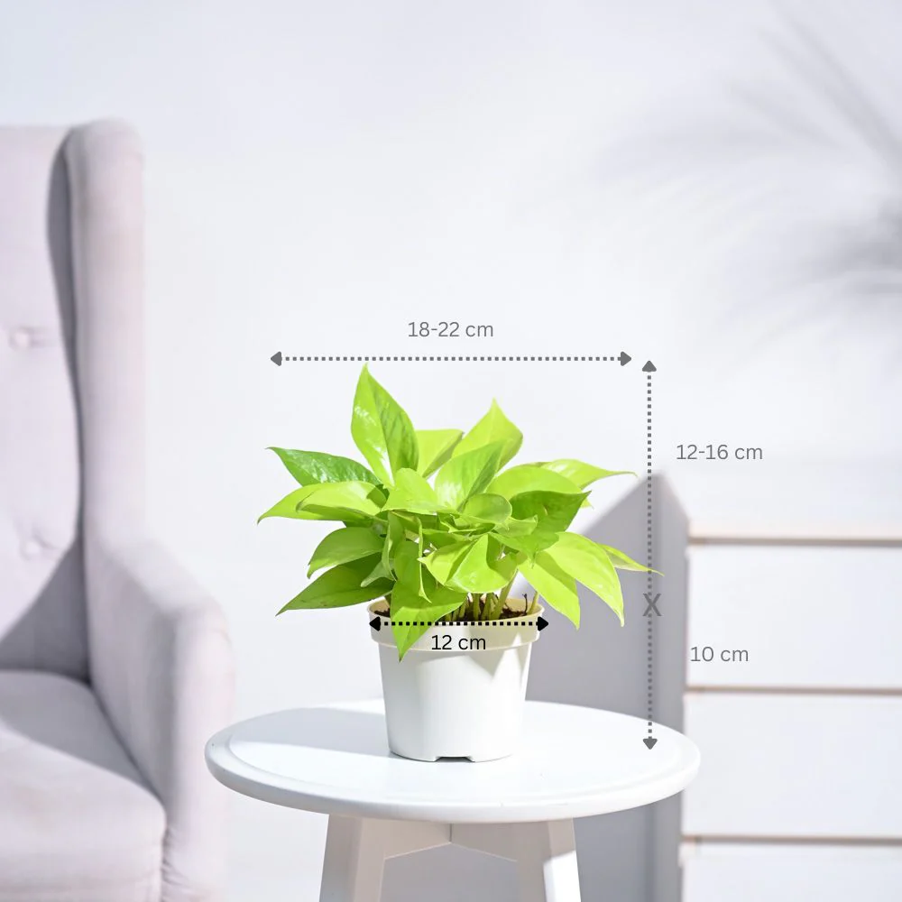 Money Plant Golden With GroPot - Image 4