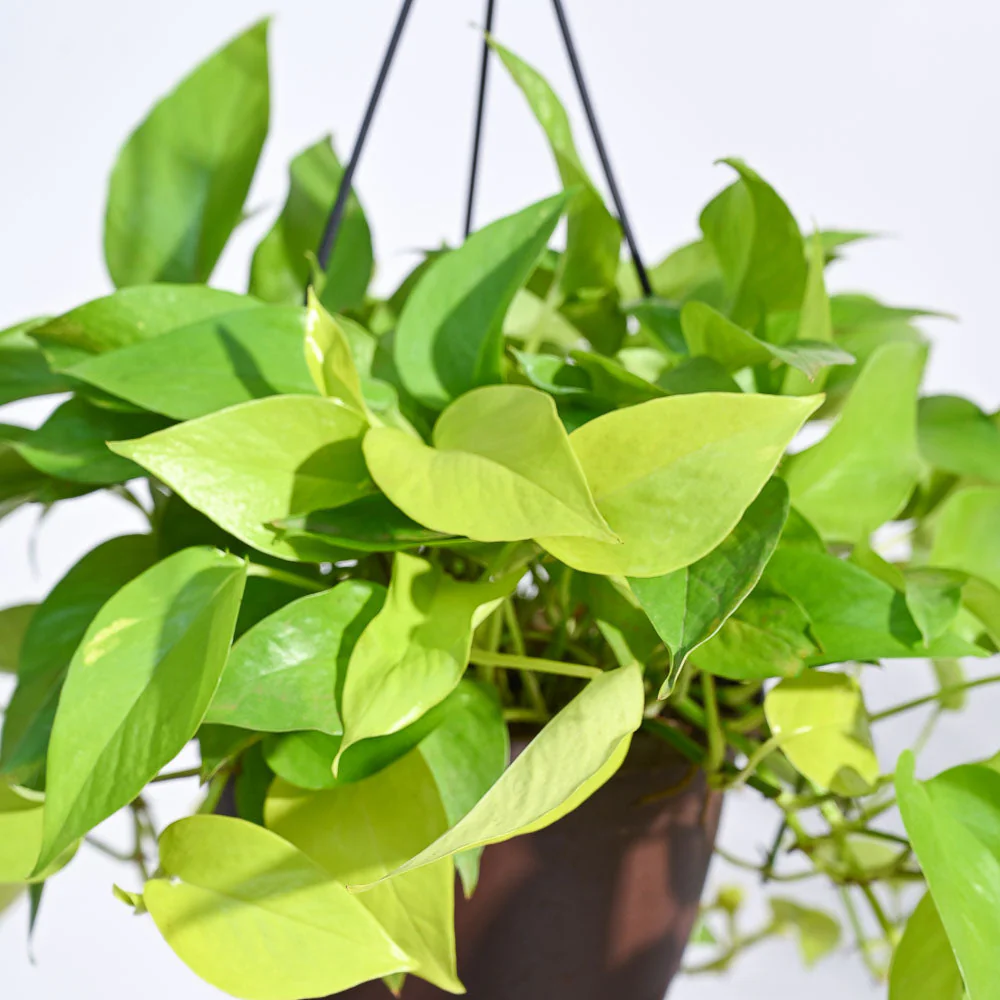 Money Plant Golden With Hanging Pot - Image 2