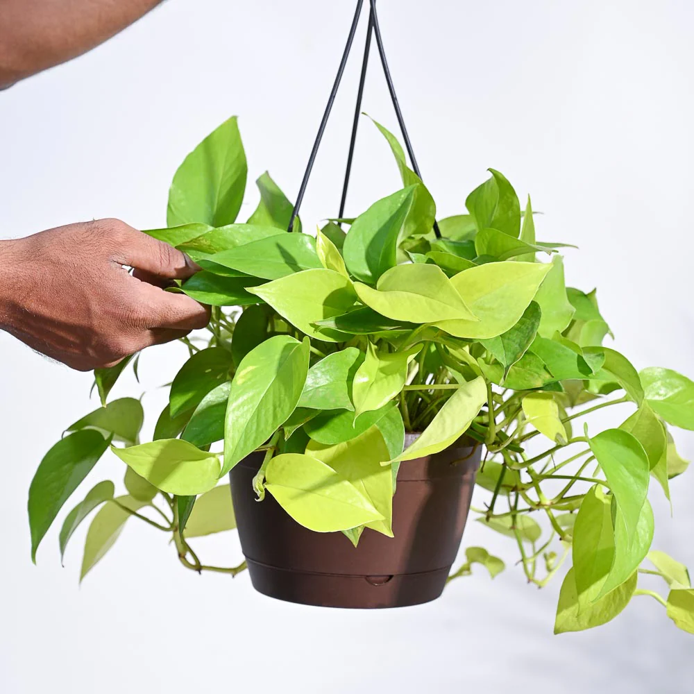 Money Plant Golden With Hanging Pot - Image 3