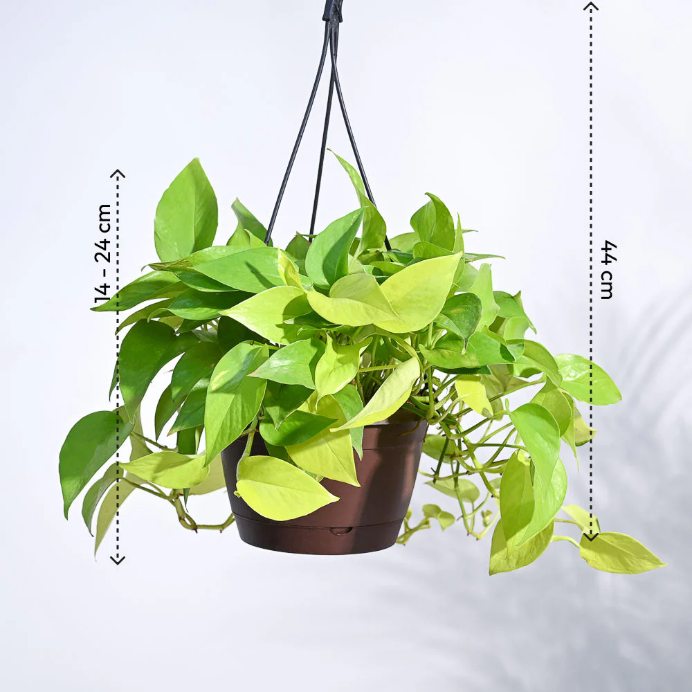 Money Plant Golden With Hanging Pot - Image 4