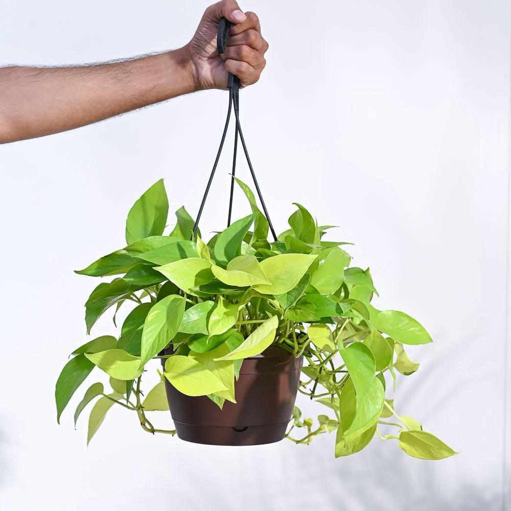 Money Plant Golden With Hanging Pot - Image 5