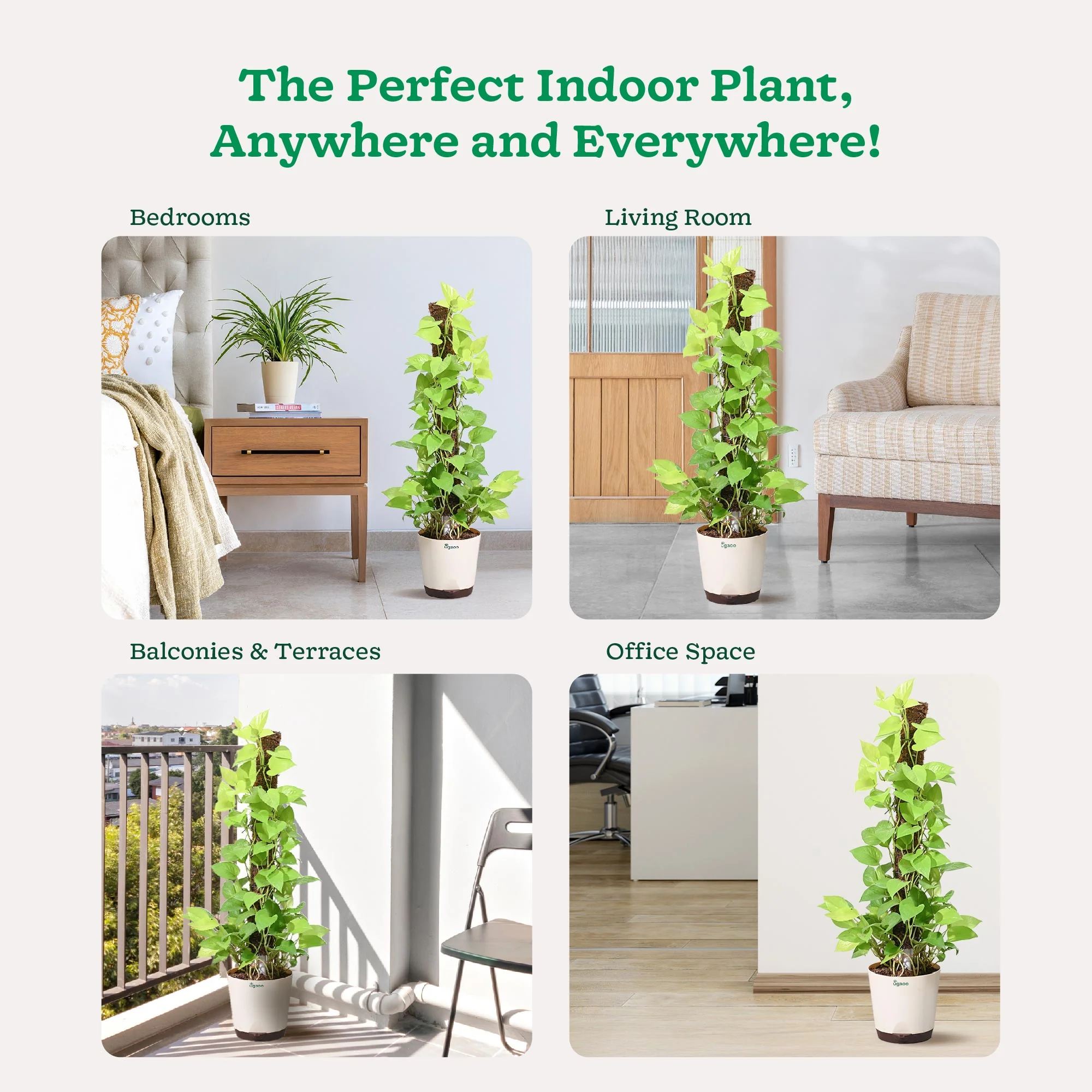 Money Plant Golden with Moss Stick - Image 4