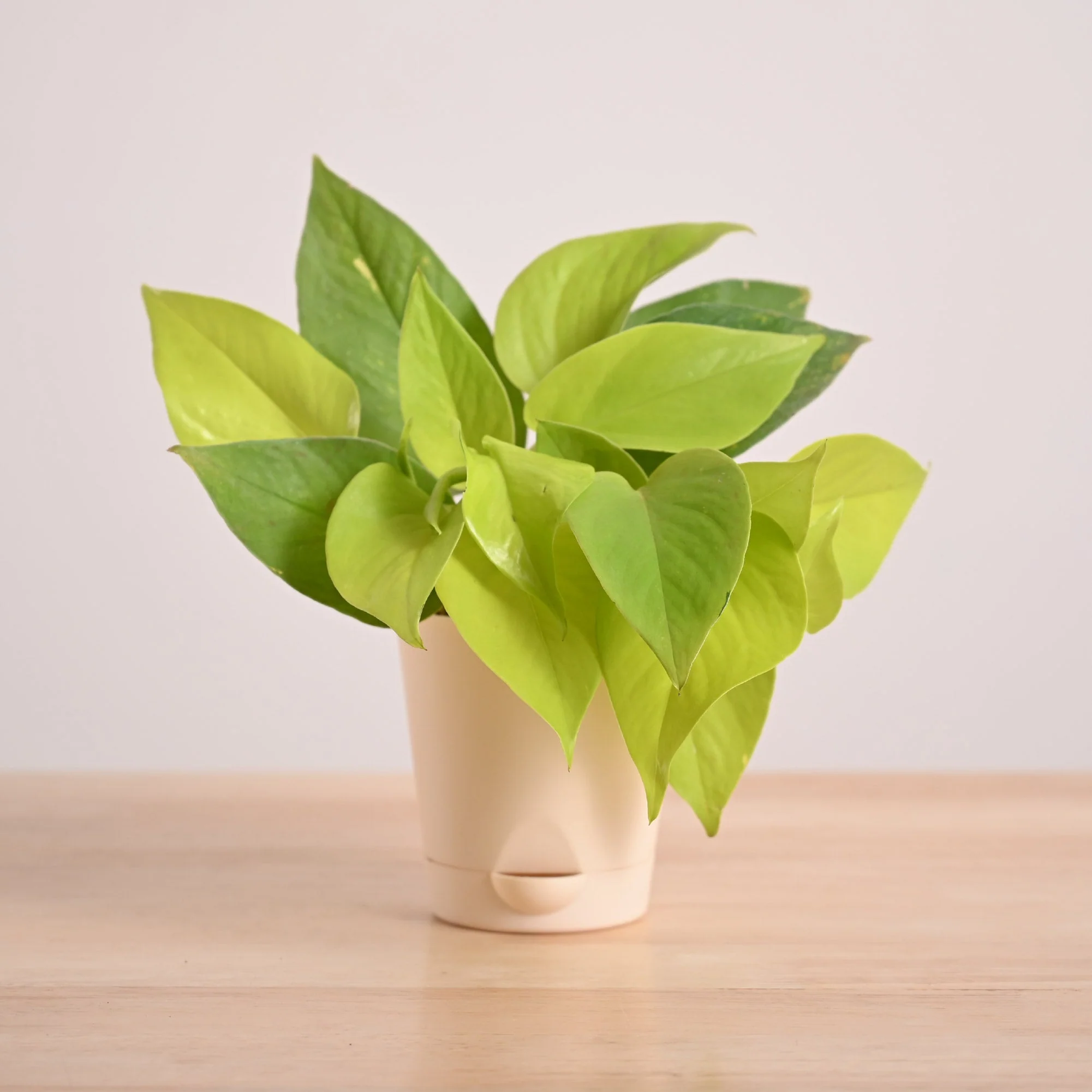Money Plant Golden - Image 3