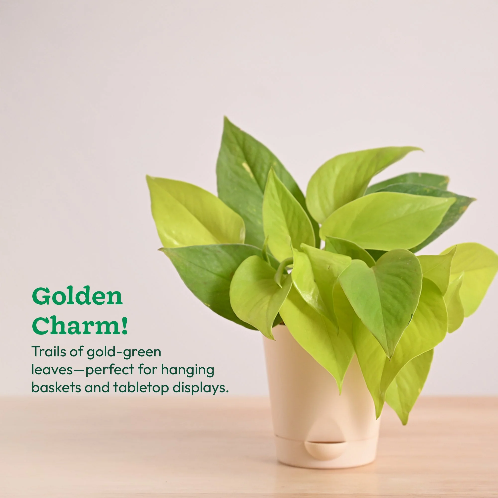 Money Plant Golden - Image 4