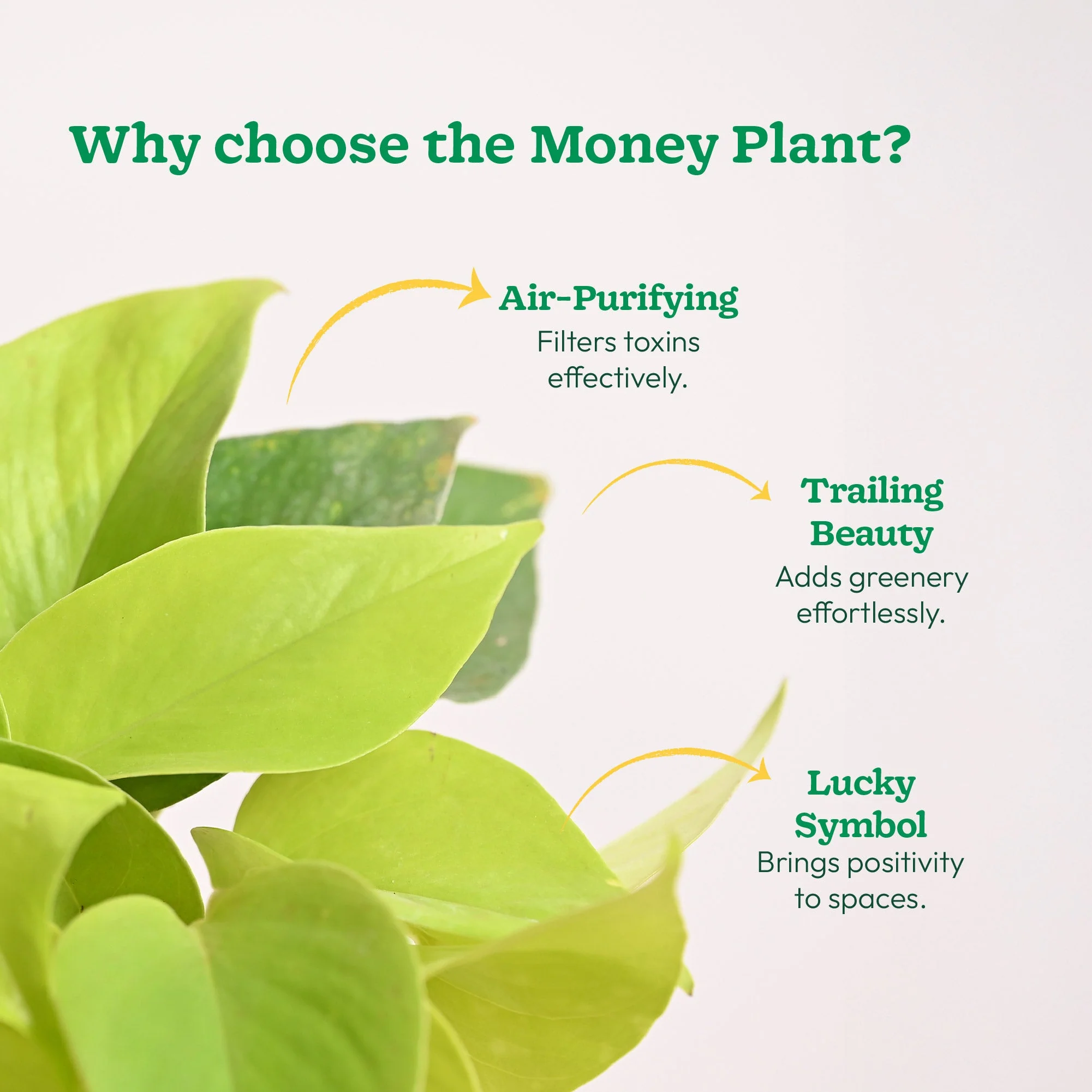 Money Plant Golden - Image 6