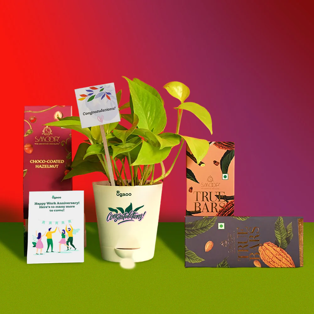 Money Plant Golden with True Bar - Mixed Nuts Milk Chocolate and Dark Chocolate - Image 3