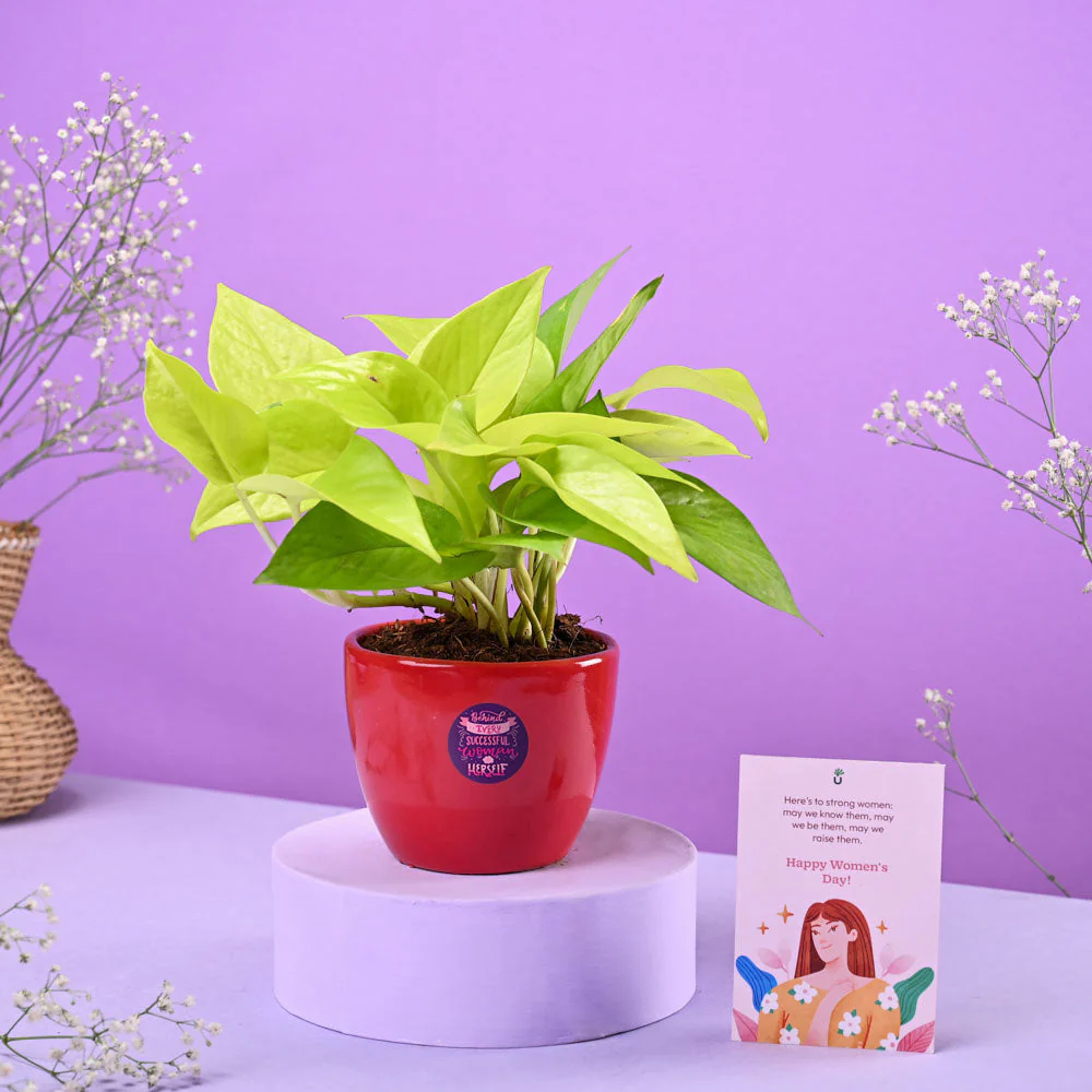 Money Plant Golden Women's Day Gift - Image 2