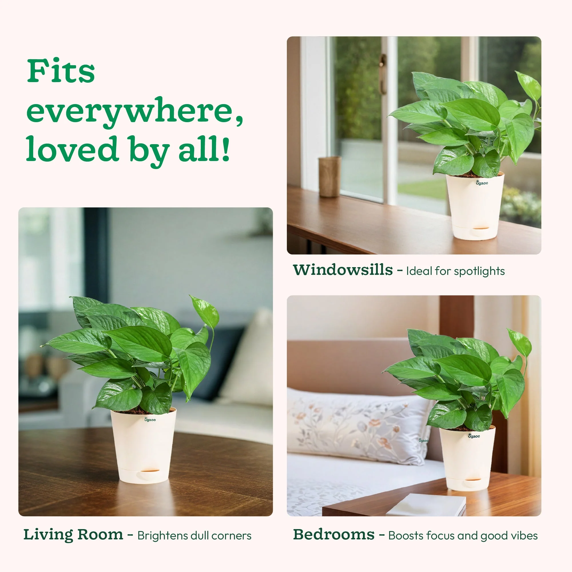 Money Plant Green - Image 10
