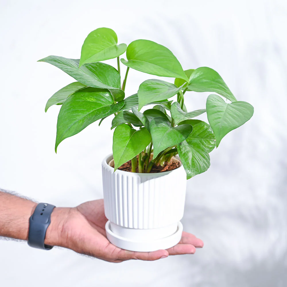 Money Plant Green - Image 103