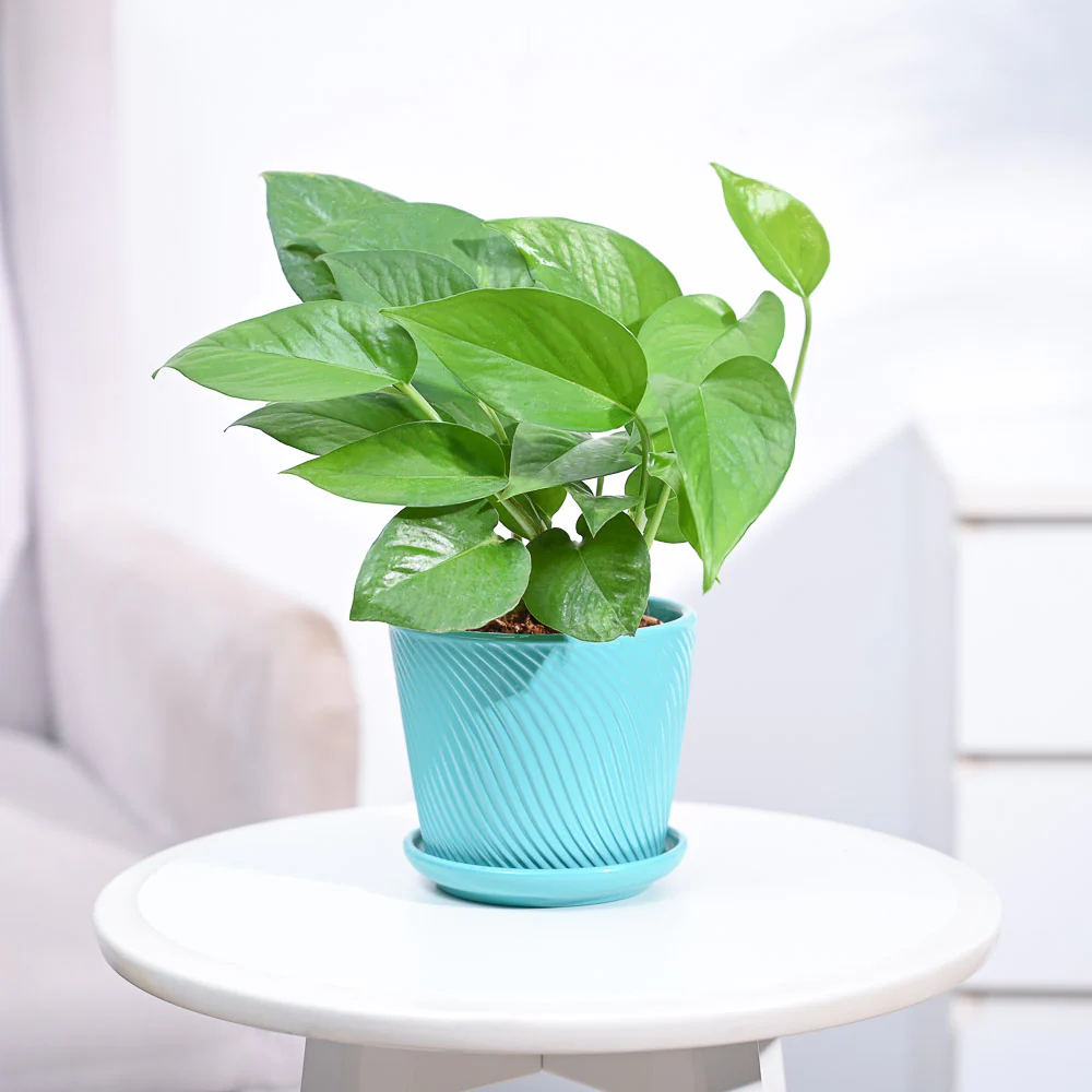 Money Plant Green - Image 109