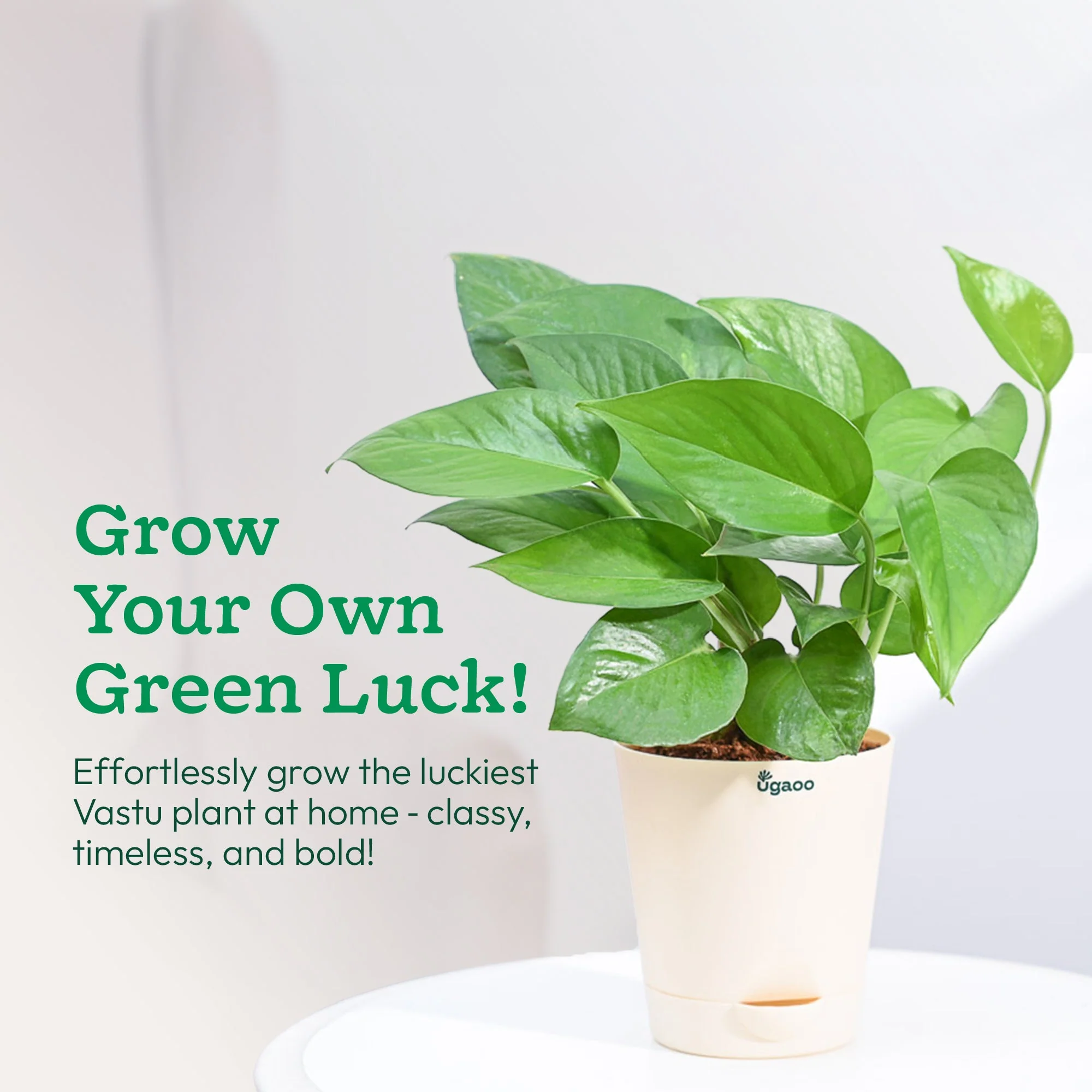 Money Plant Green - Image 14