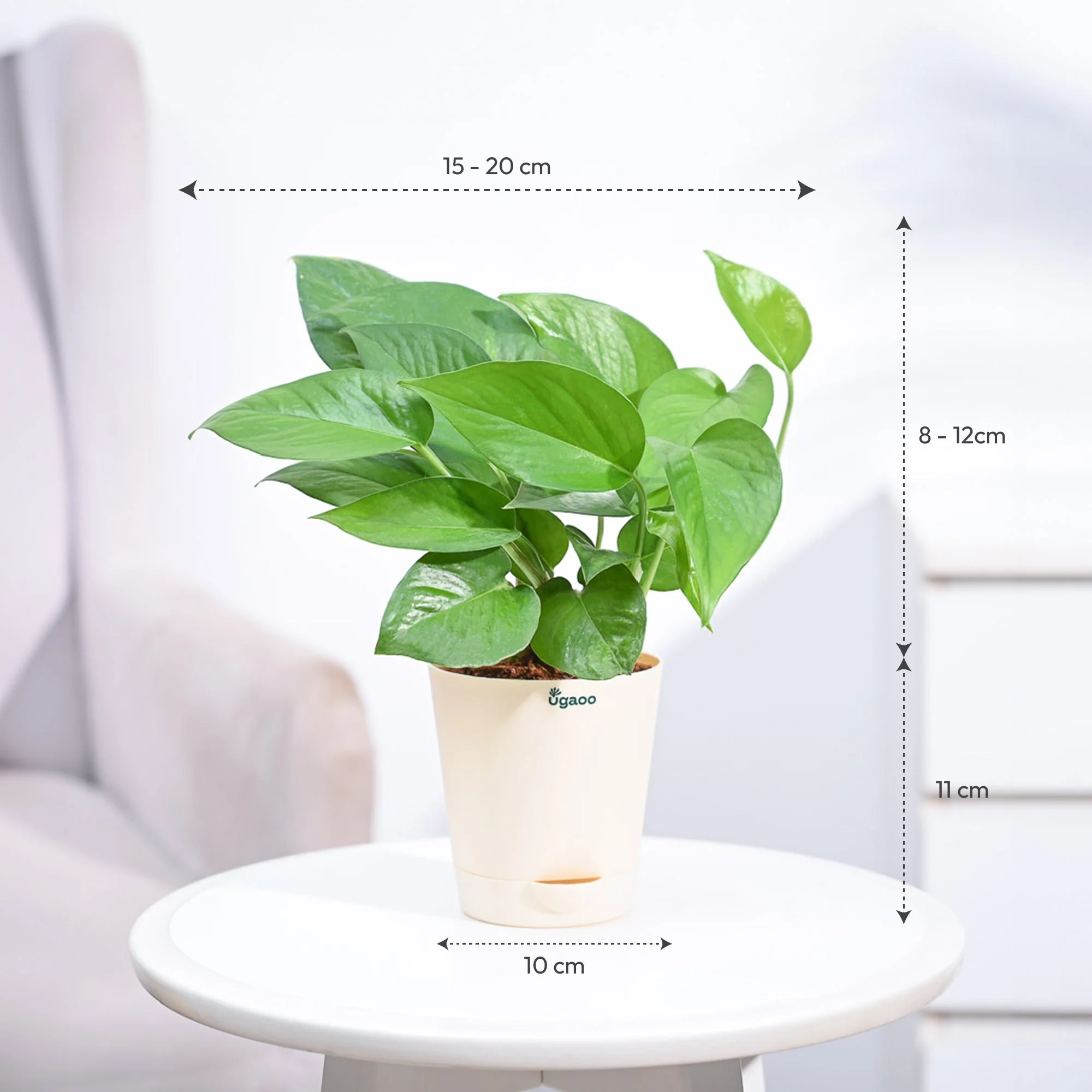 Money Plant Green - Image 23