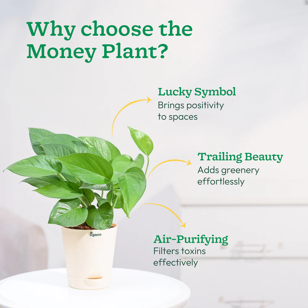 Money Plant Green - Image 33