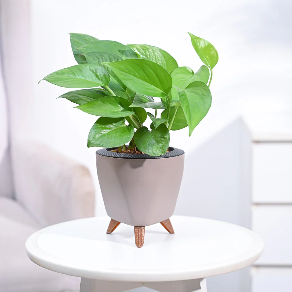 Money Plant Green - Image 55