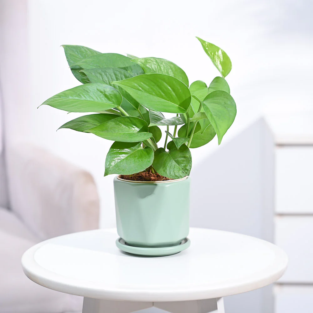 Money Plant Green - Image 68