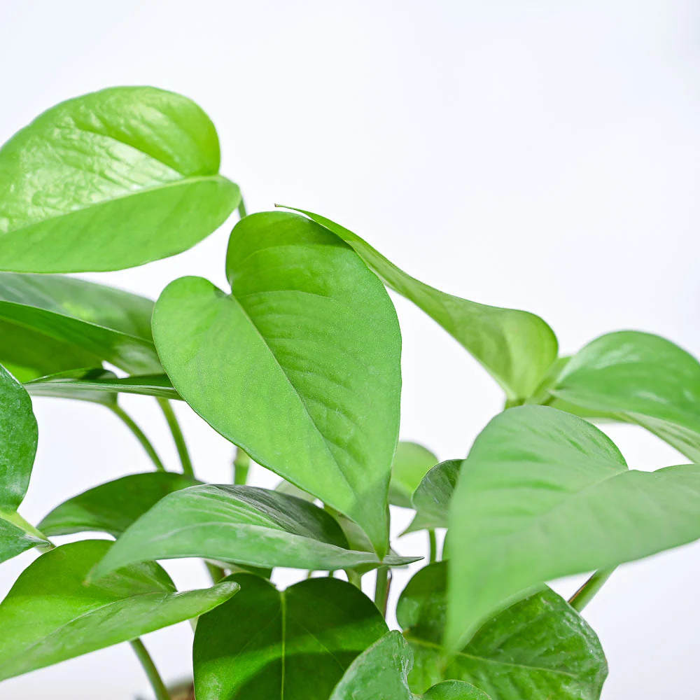 Money Plant Green - Image 76