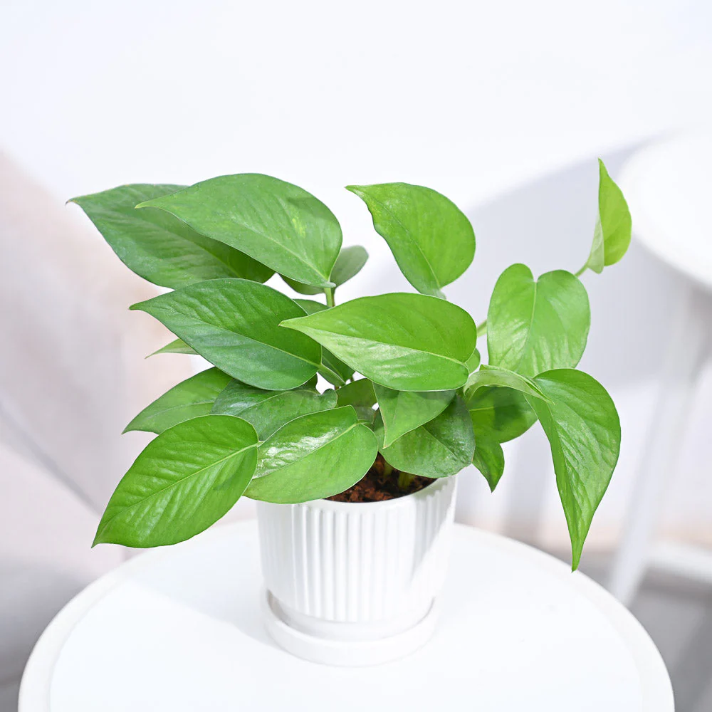 Money Plant Green - Image 82