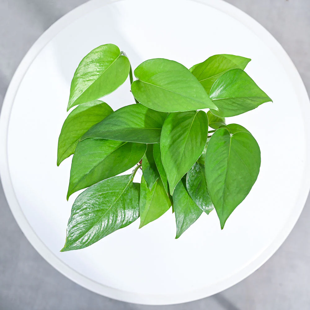 Money Plant Green - Image 83