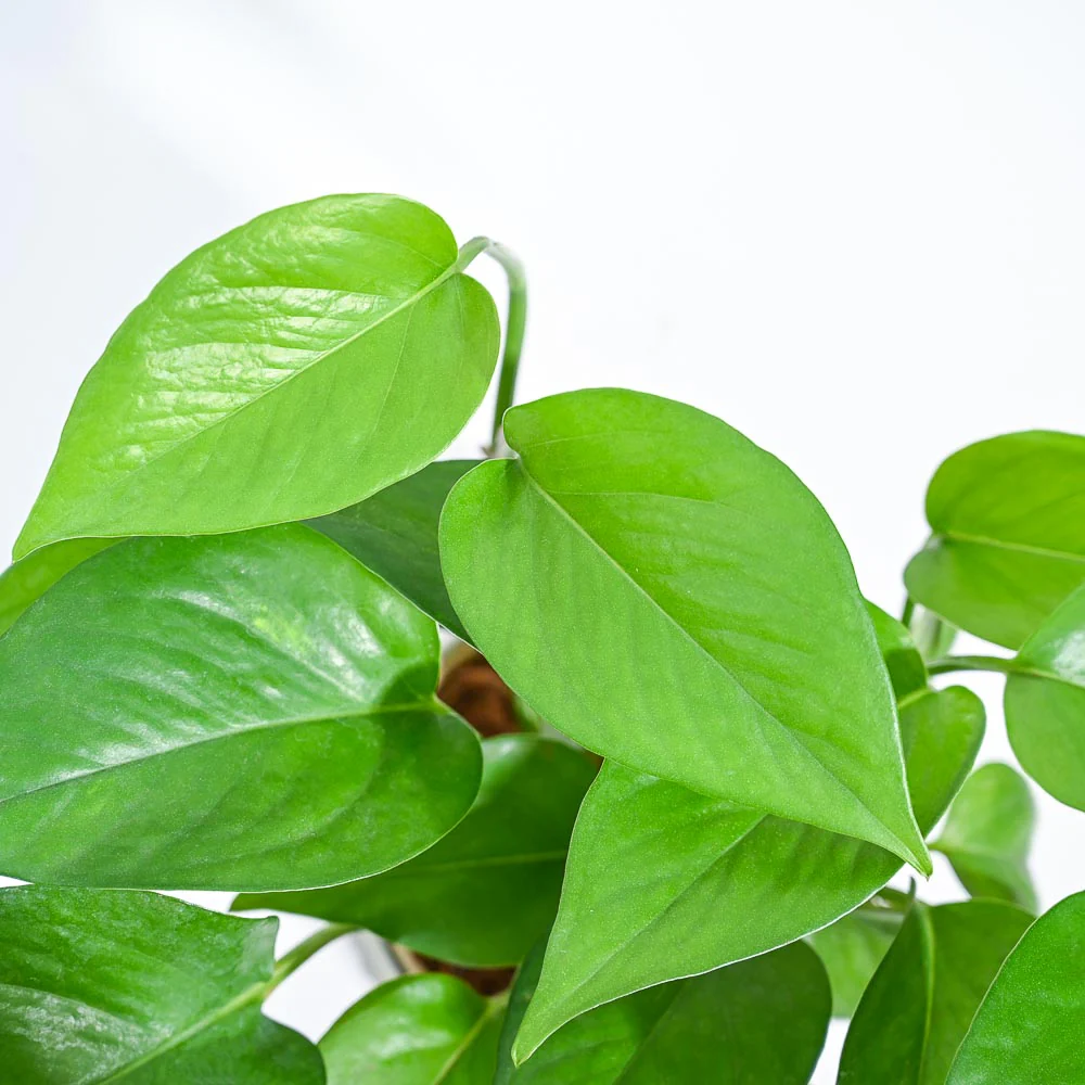 Money Plant Green - Image 84