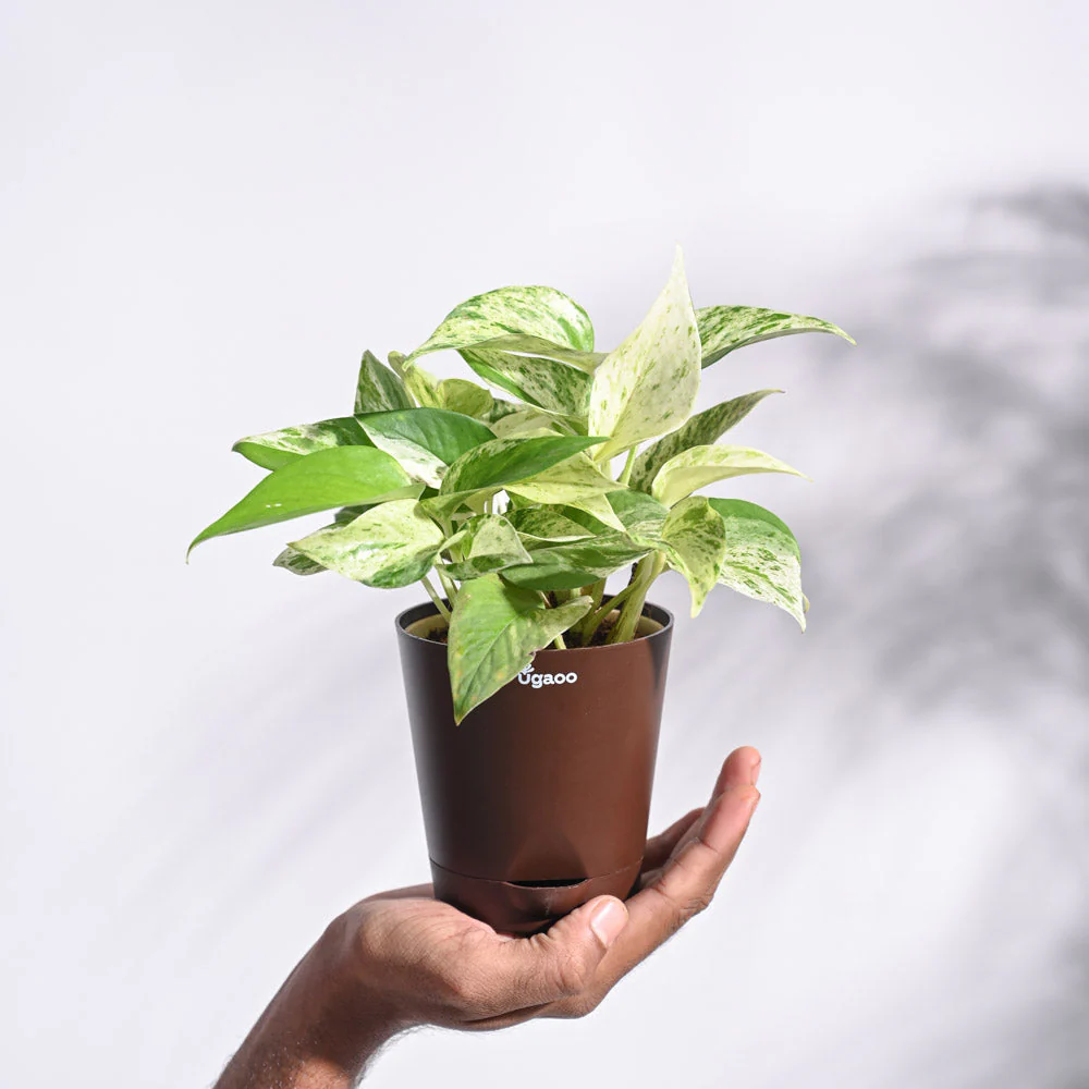 Money Plant Marble - Image 19
