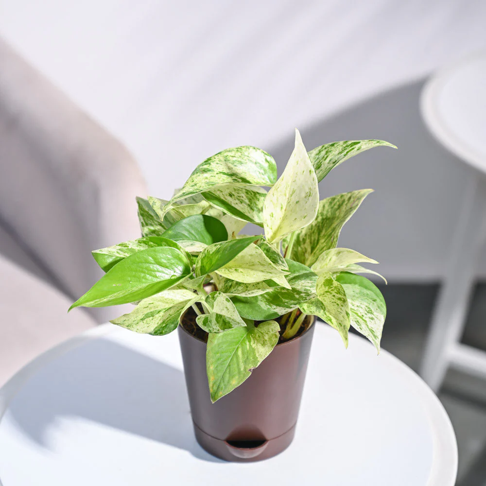 Money Plant Marble - Image 20