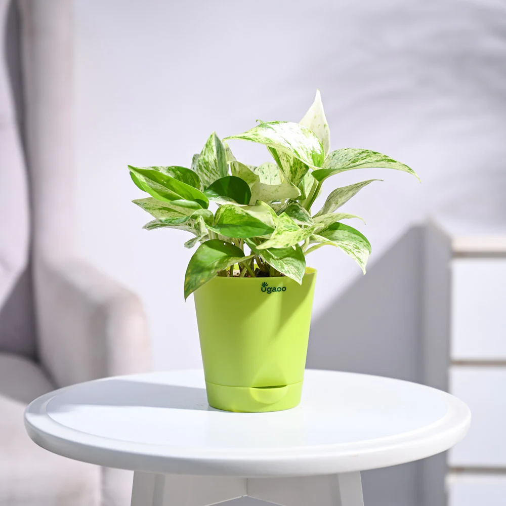 Money Plant Marble - Image 21