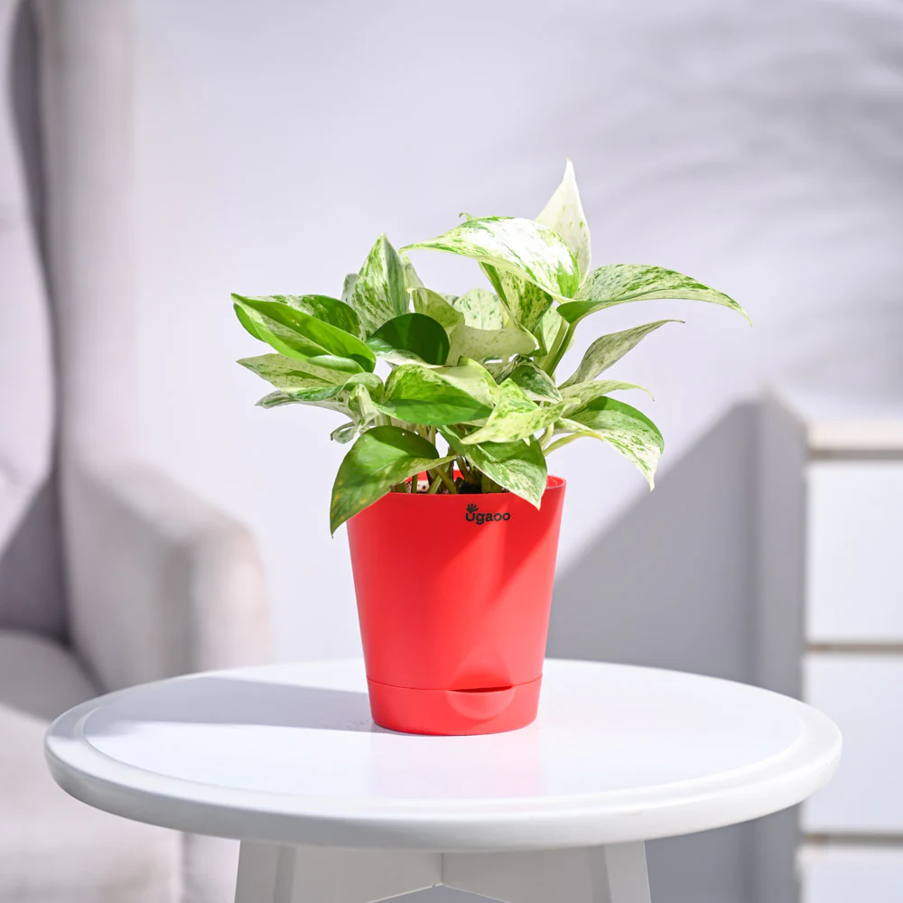 Money Plant Marble - Image 25
