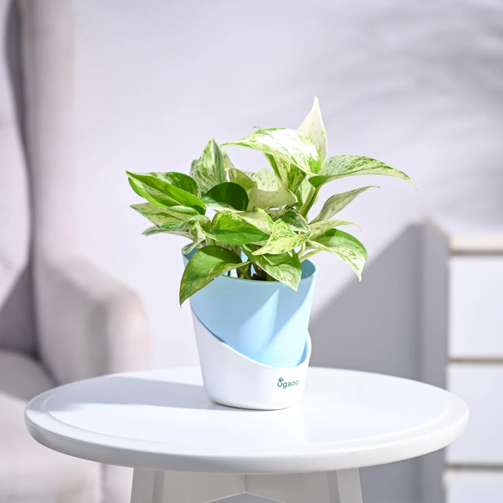 Money Plant Marble - Image 33