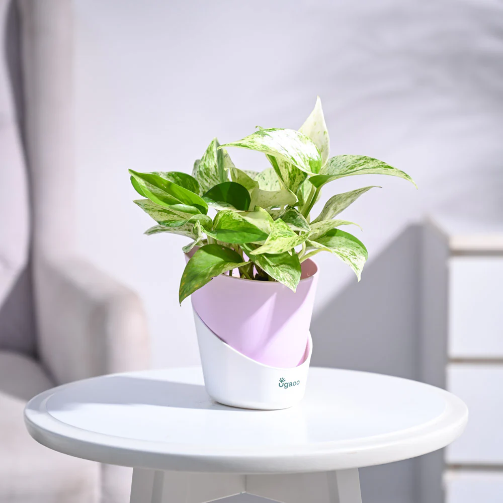 Money Plant Marble - Image 37