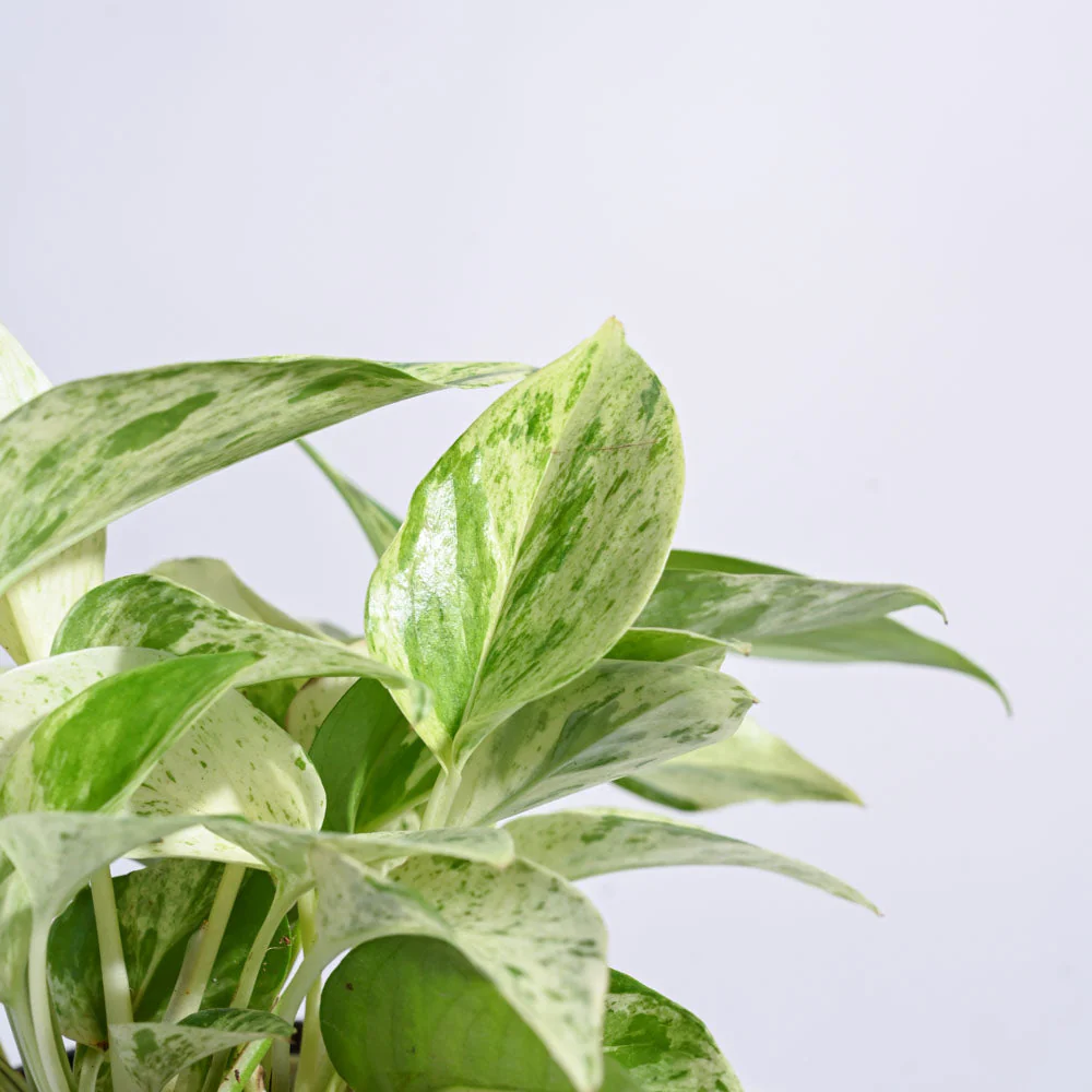 Money Plant Marble - Image 42