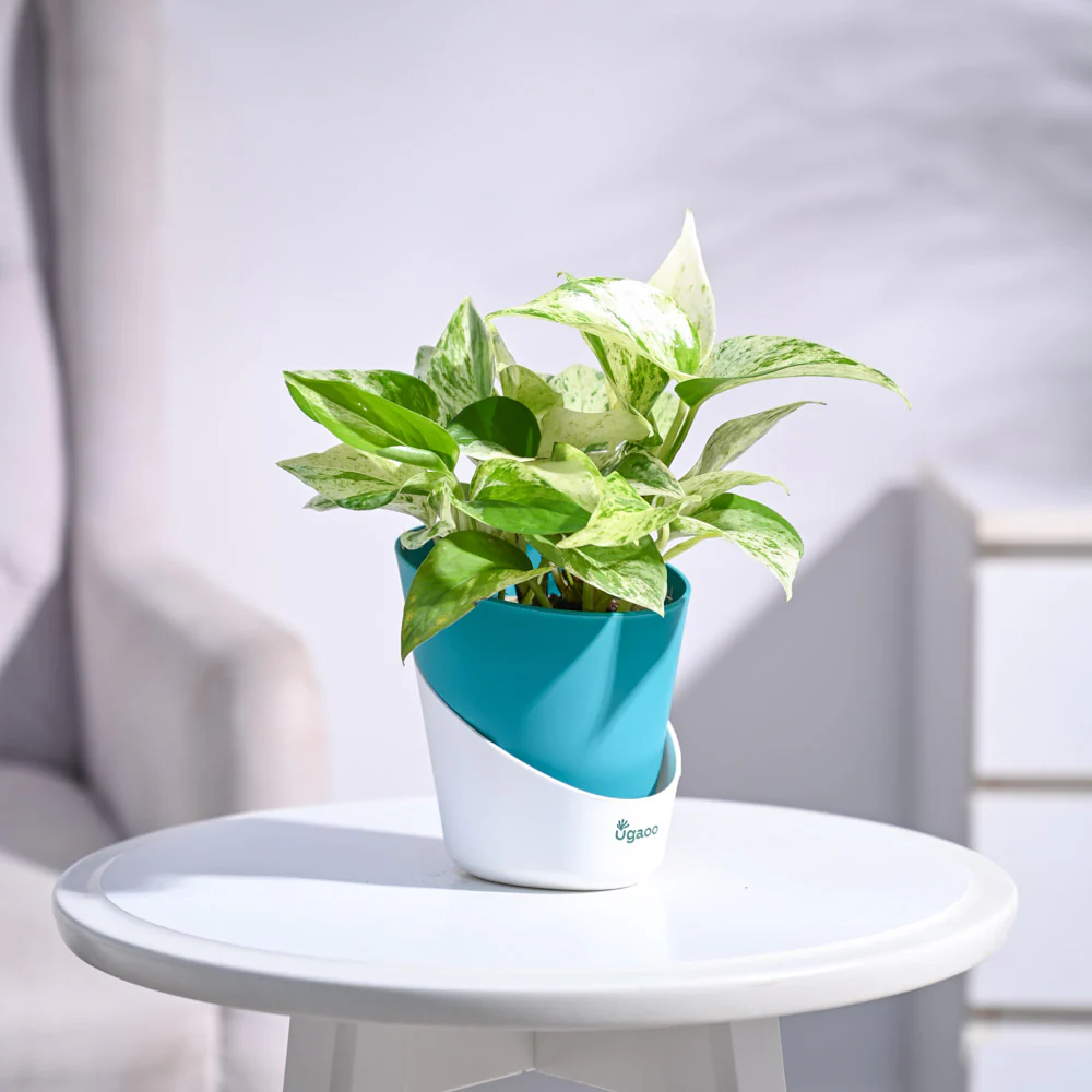 Money Plant Marble - Image 46