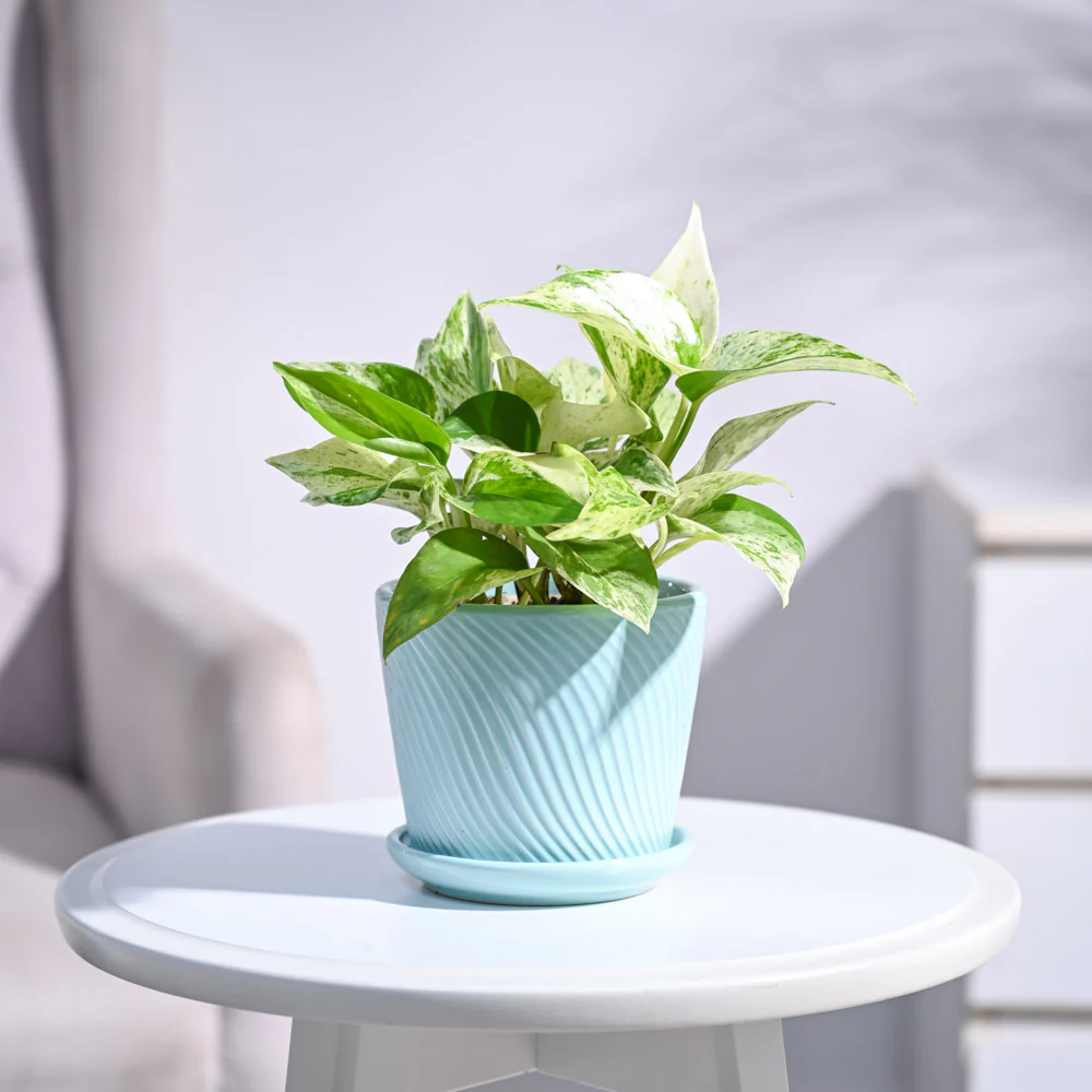 Money Plant Marble - Image 52