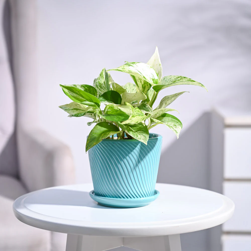 Money Plant Marble - Image 61