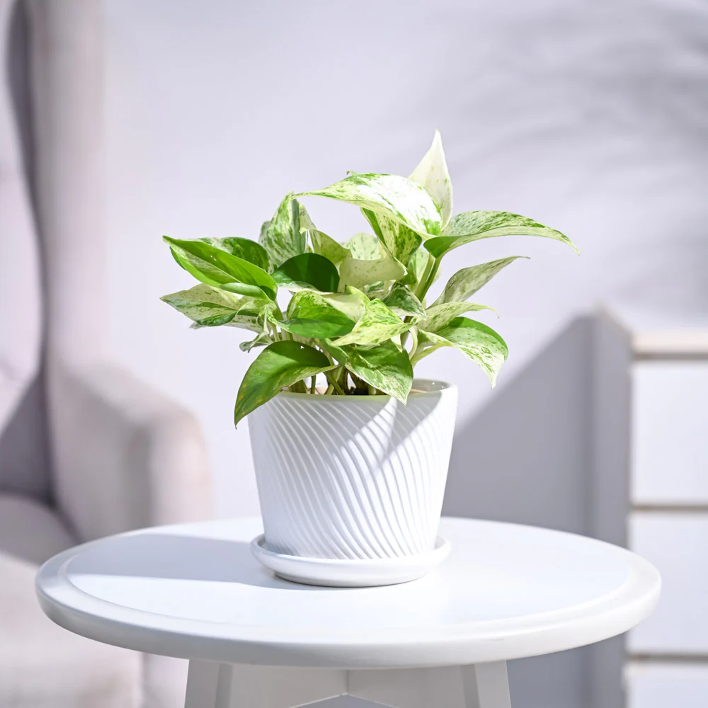 Money Plant Marble - Image 70