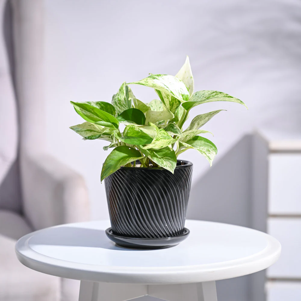 Money Plant Marble - Image 73