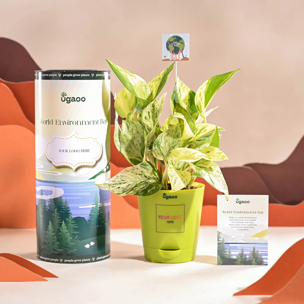 Money Plant Marble For Environment Day Gifting - Image 13