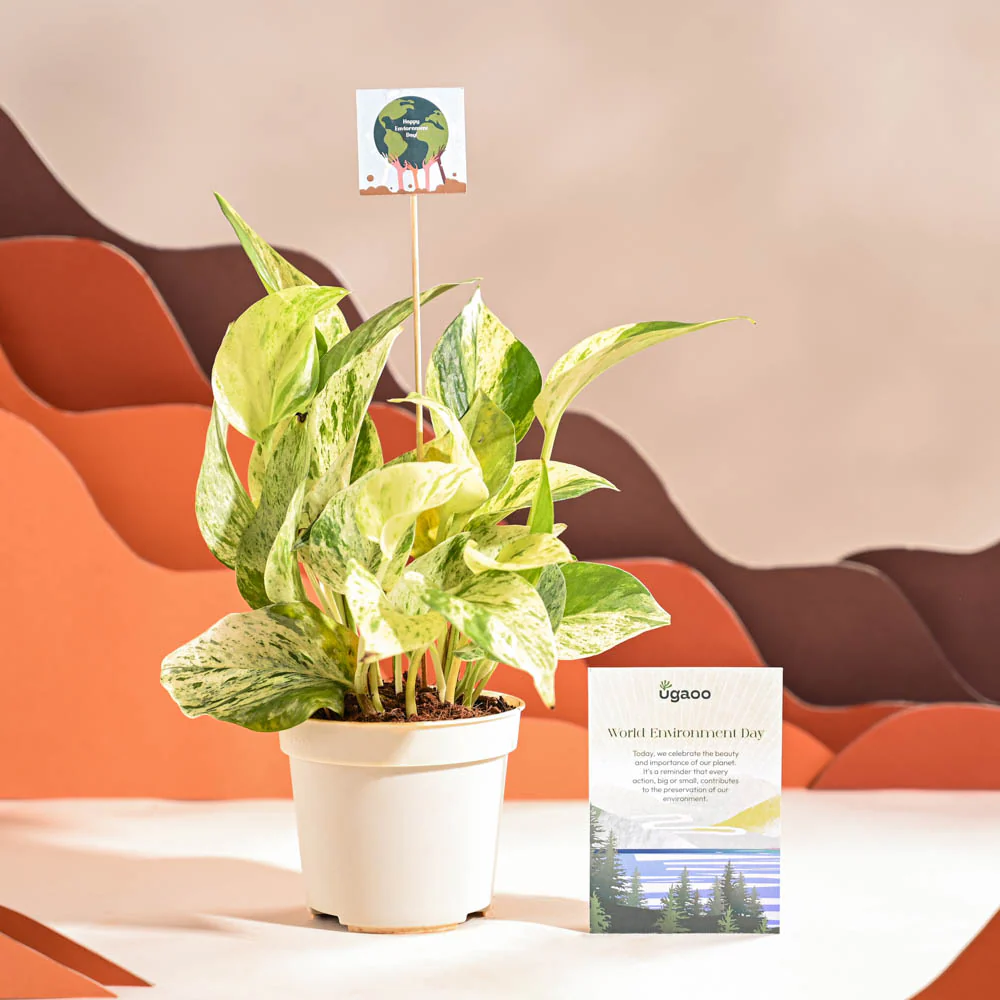 Money Plant Marble For Environment Day Gifting - Image 20