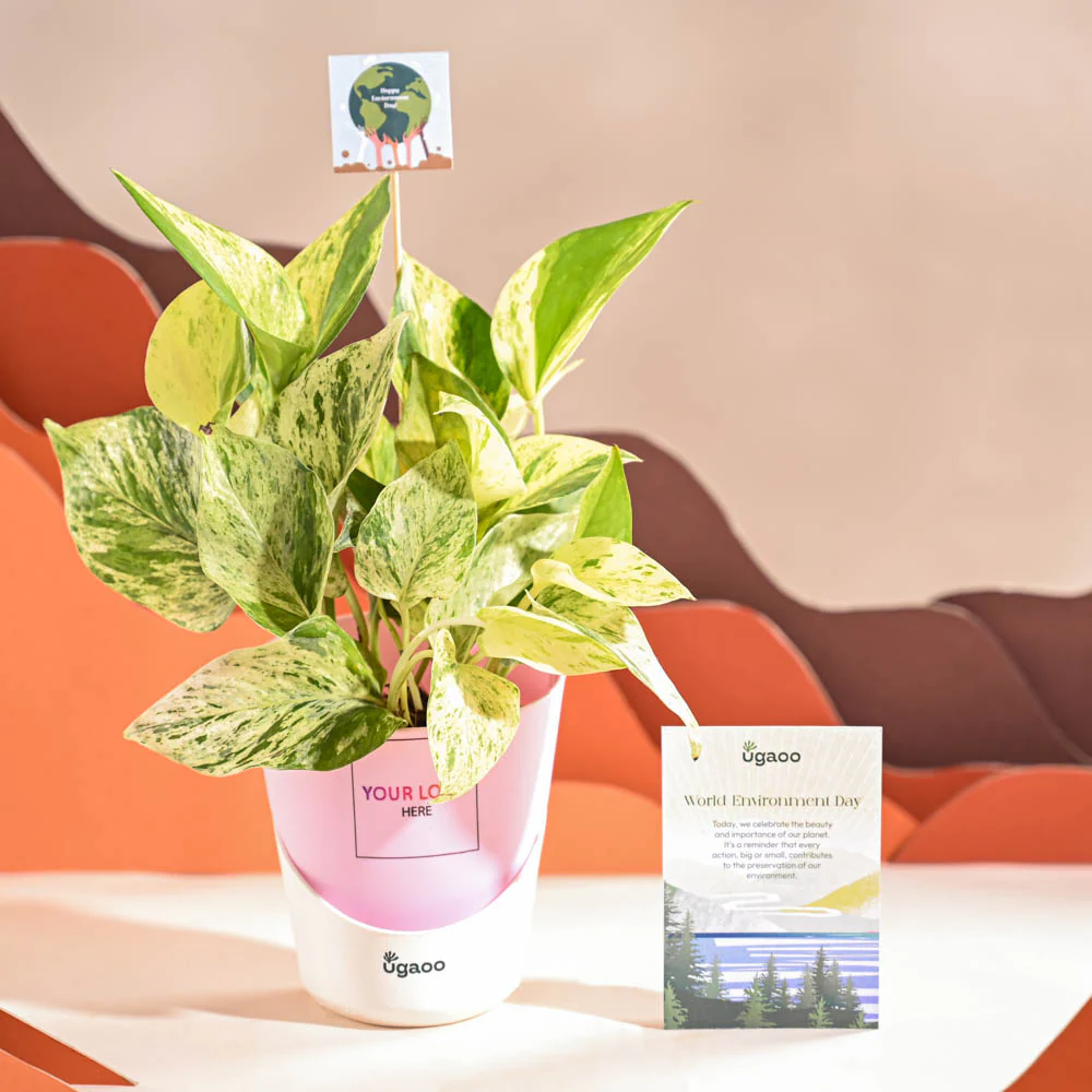 Money Plant Marble For Environment Day Gifting - Image 25