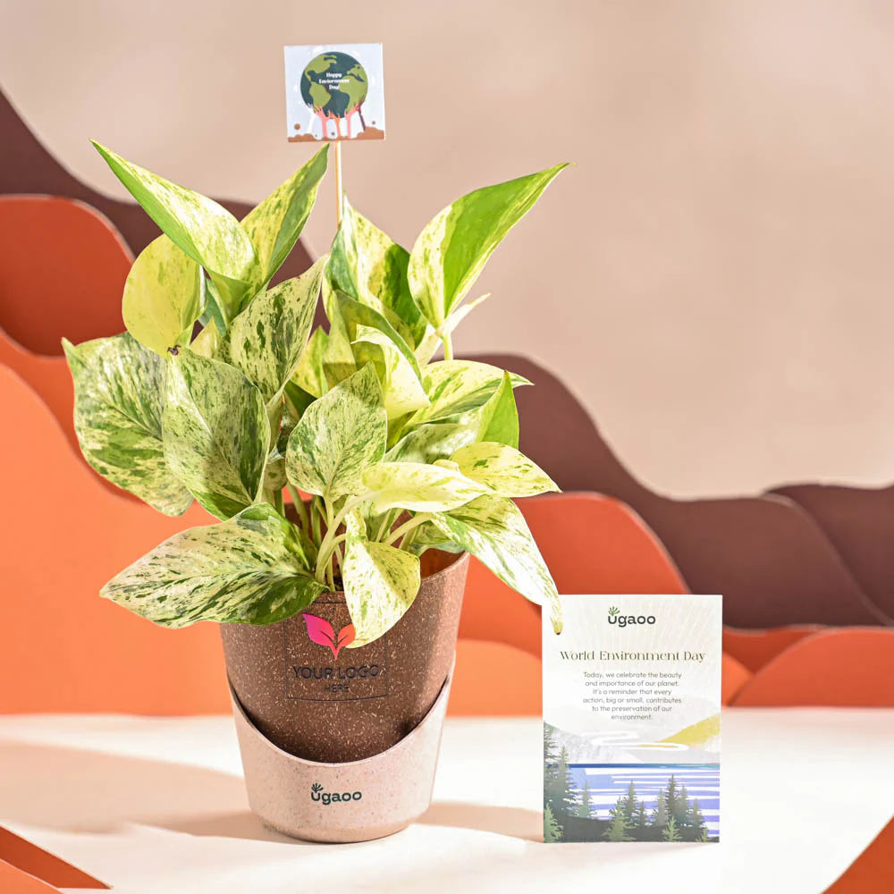 Money Plant Marble For Environment Day Gifting - Image 31